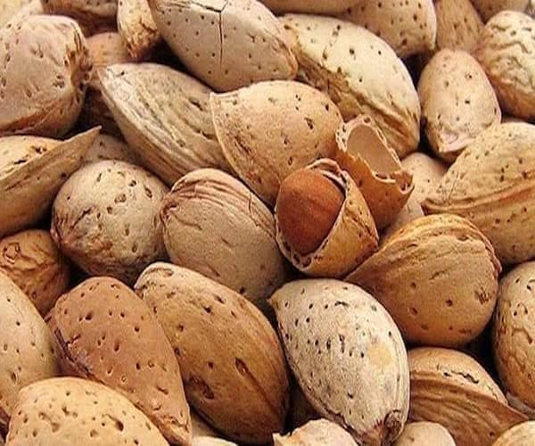 تصویر 1 از خرید و قیمت بادام سنگی ممتاز با درصد مغز بالا به صورت عمده